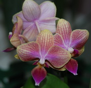 Орхидеи - мини фаленопсисы