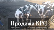 Продажа коров дойных,  нетелей молочных пород в Россию