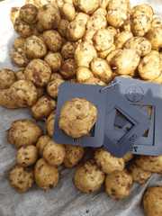 11 сортов картофеля от одного поставщика оптом